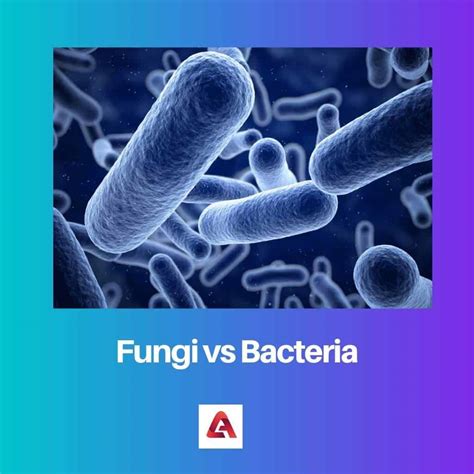 bacteria are similar to fungi in that
